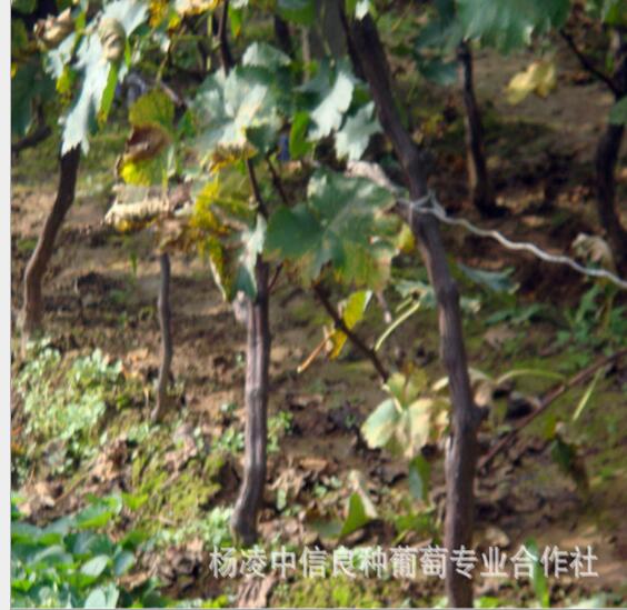 維多利亞供應(yīng)商  維多利亞 維多利亞葡萄苗 維多利亞批發(fā) 維多利亞批發(fā) 維多利亞價格