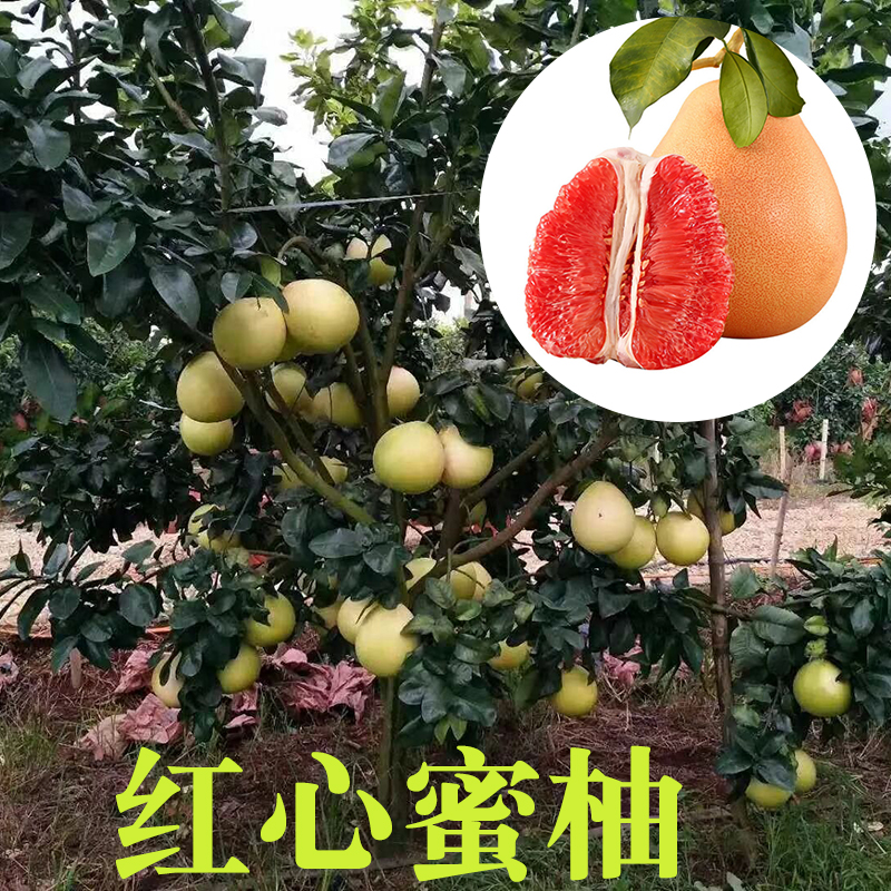 三紅蜜柚苗 柚子樹(shù)苗紅心蜜柚苗 沙田柚苗 嫁接苗優(yōu)質(zhì)果樹(shù)苗 合作社基地批發(fā)