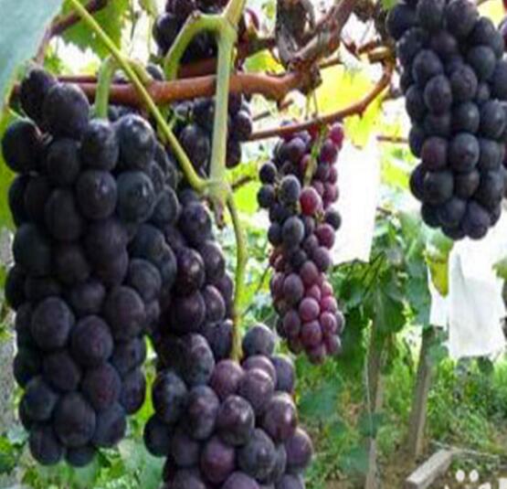 無核夏黑種植基地 無核夏黑 無核夏黑葡萄苗 無核夏黑批發(fā) 無核夏黑報價 無核夏黑葡萄