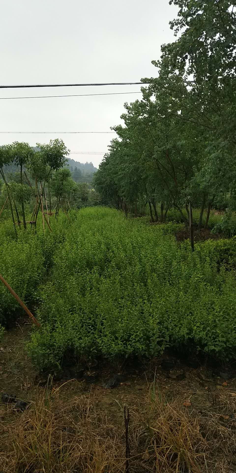 金禾女貞大杯苗*|浙江金禾女貞批發(fā)基地|金禾女貞精美大杯苗H50|金禾女貞*大杯苗低拋售