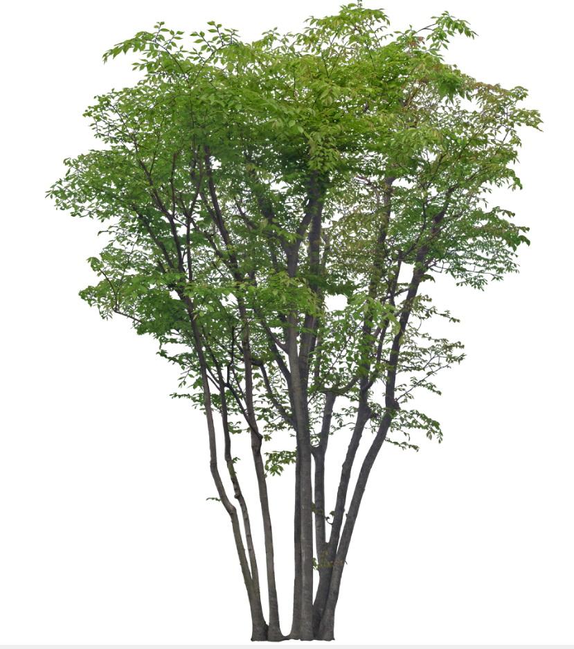 叢生櫸樹|浙江衢州櫸樹基地|櫸樹*拼栽價格|櫸樹苗