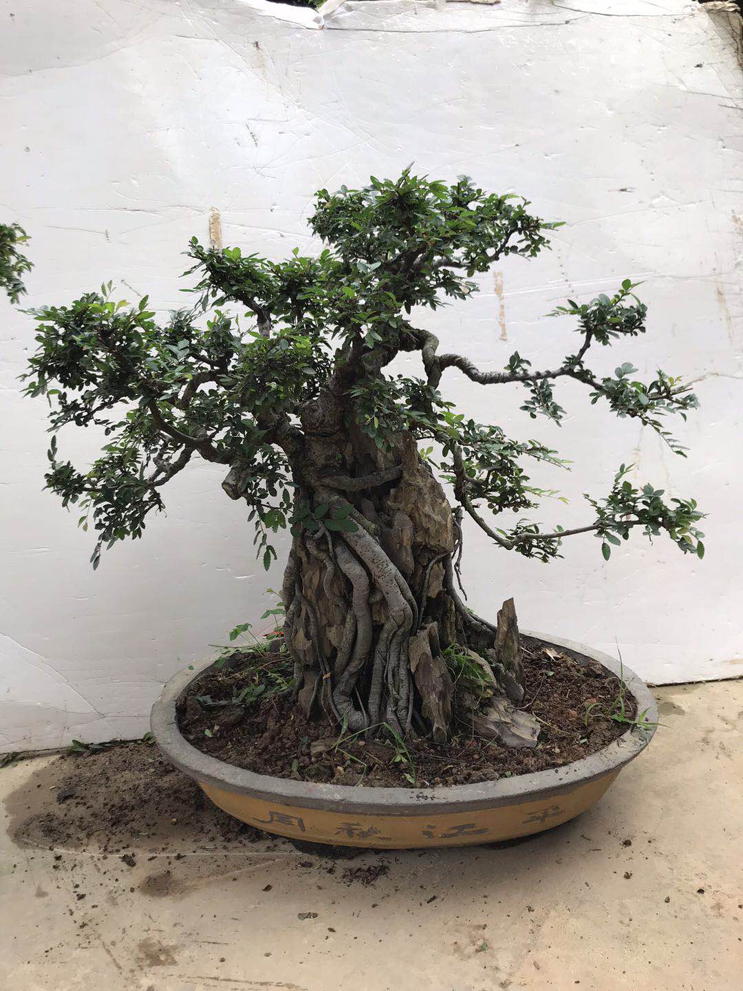 紫薇盆景樹樁_老樁盆景供應(yīng)商_江西紫薇盆景供應(yīng)商