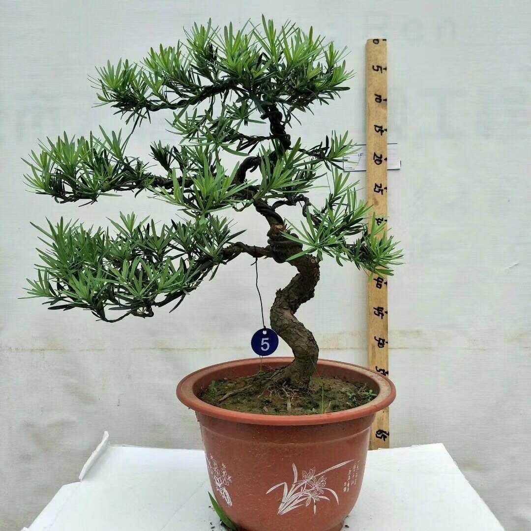 羅漢松盆景_河北室內(nèi)外珍珠羅漢松供應(yīng)商_廣東羅漢松盆景供應(yīng)商