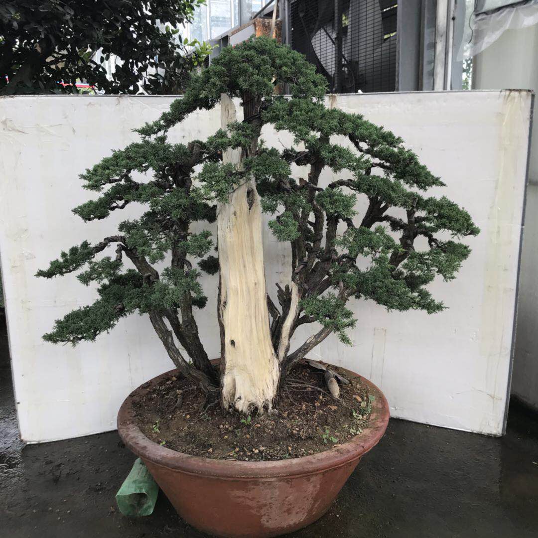 濟州真柏盆景_河南濟州真柏盆景_濟州真柏盆景供應商