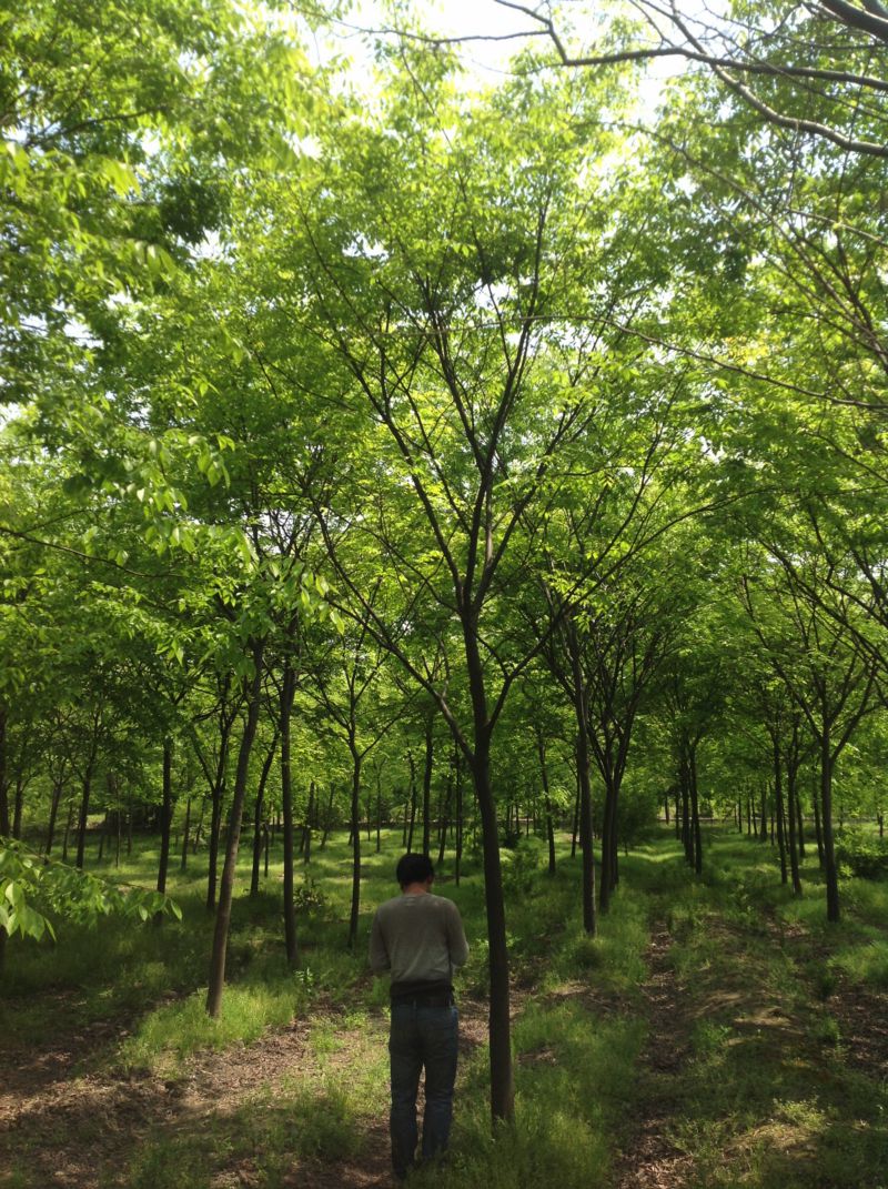 叢生櫸樹|浙江衢州櫸樹基地|櫸樹*拼栽價格|櫸樹苗