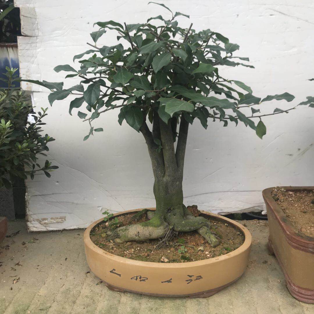 金彈子盆景_金彈子盆景供應(yīng)商_河南金彈子盆景供應(yīng)商