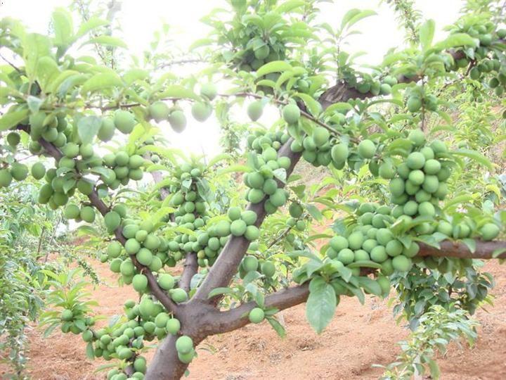 超巨王 青脆李翠紅梨果玩優(yōu)質(zhì)李子苗