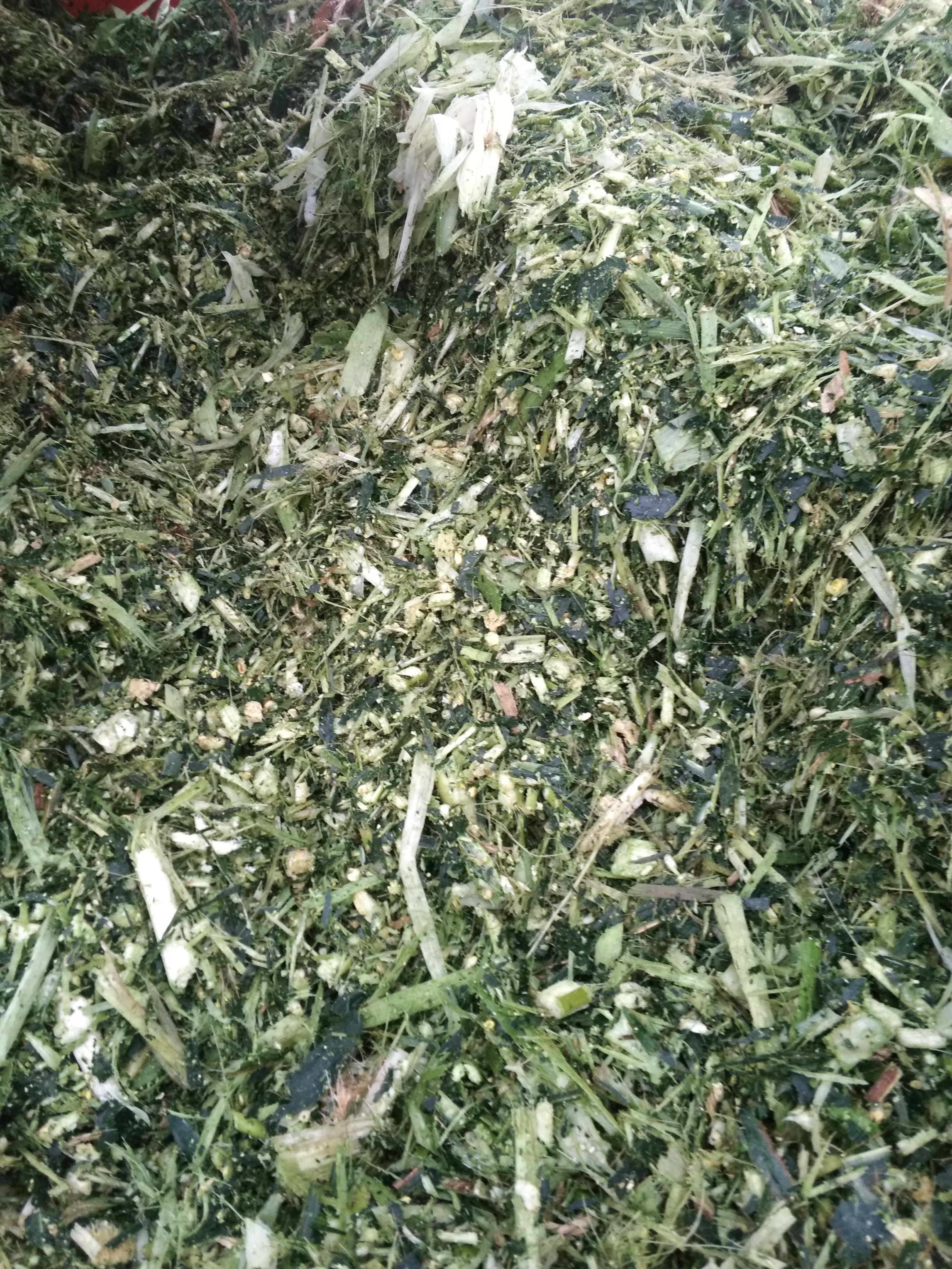 玉米秸稈青儲(chǔ)飼料 安康玉米秸稈青儲(chǔ)飼料