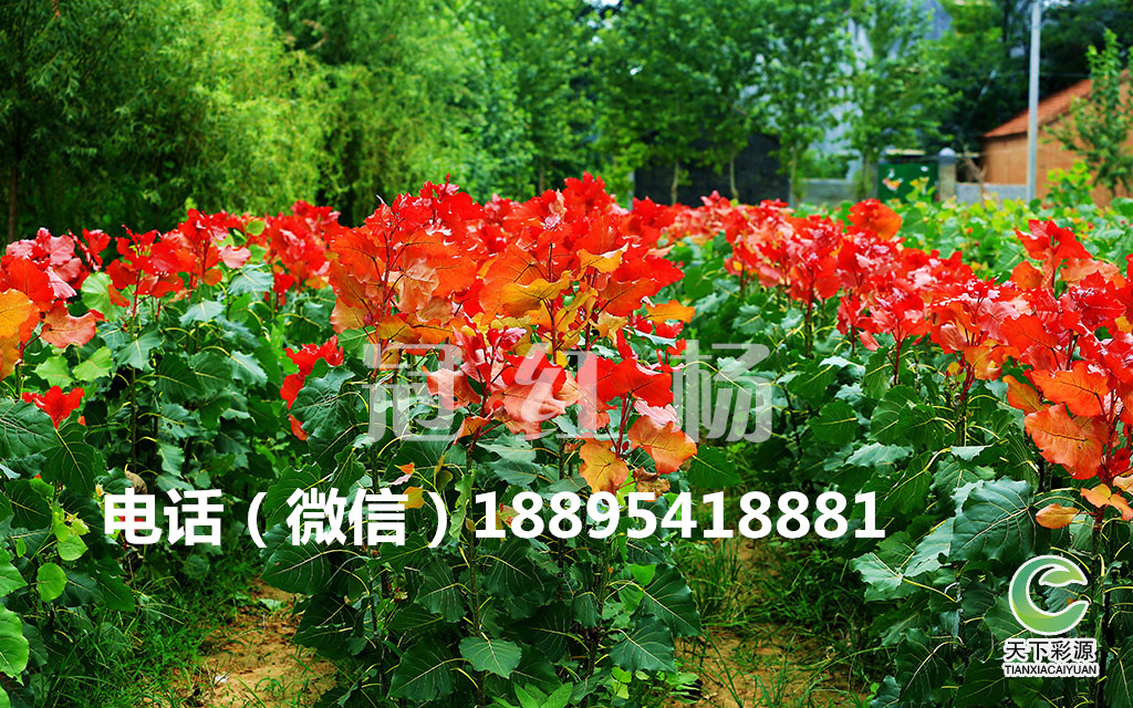 *次的城市綠化樹(shù)種冠紅楊、冠紅楊價(jià)格