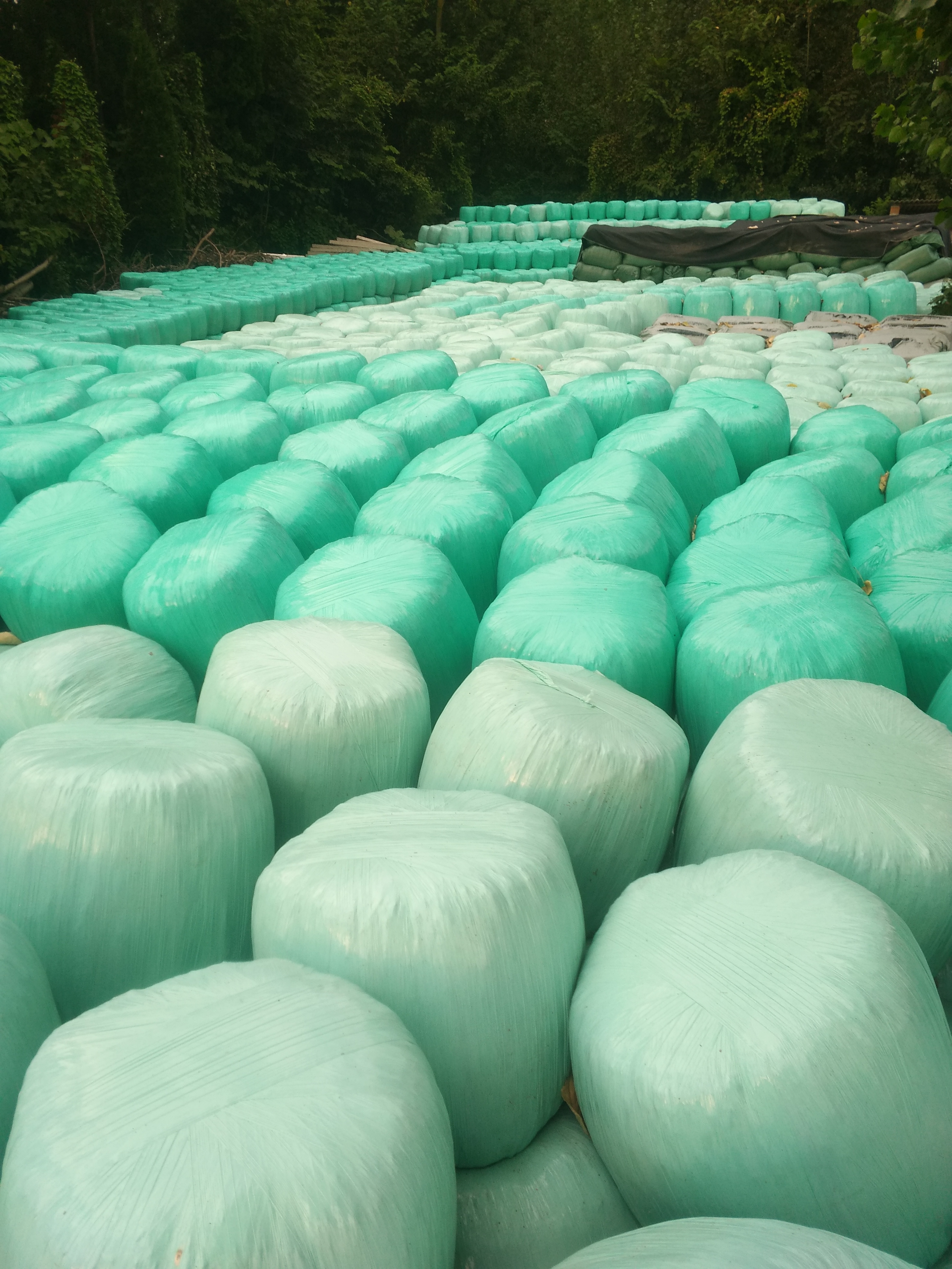 四川巴中玉米秸稈青儲飼料玉米秸稈面包草玉米秸稈粗飼料廠家