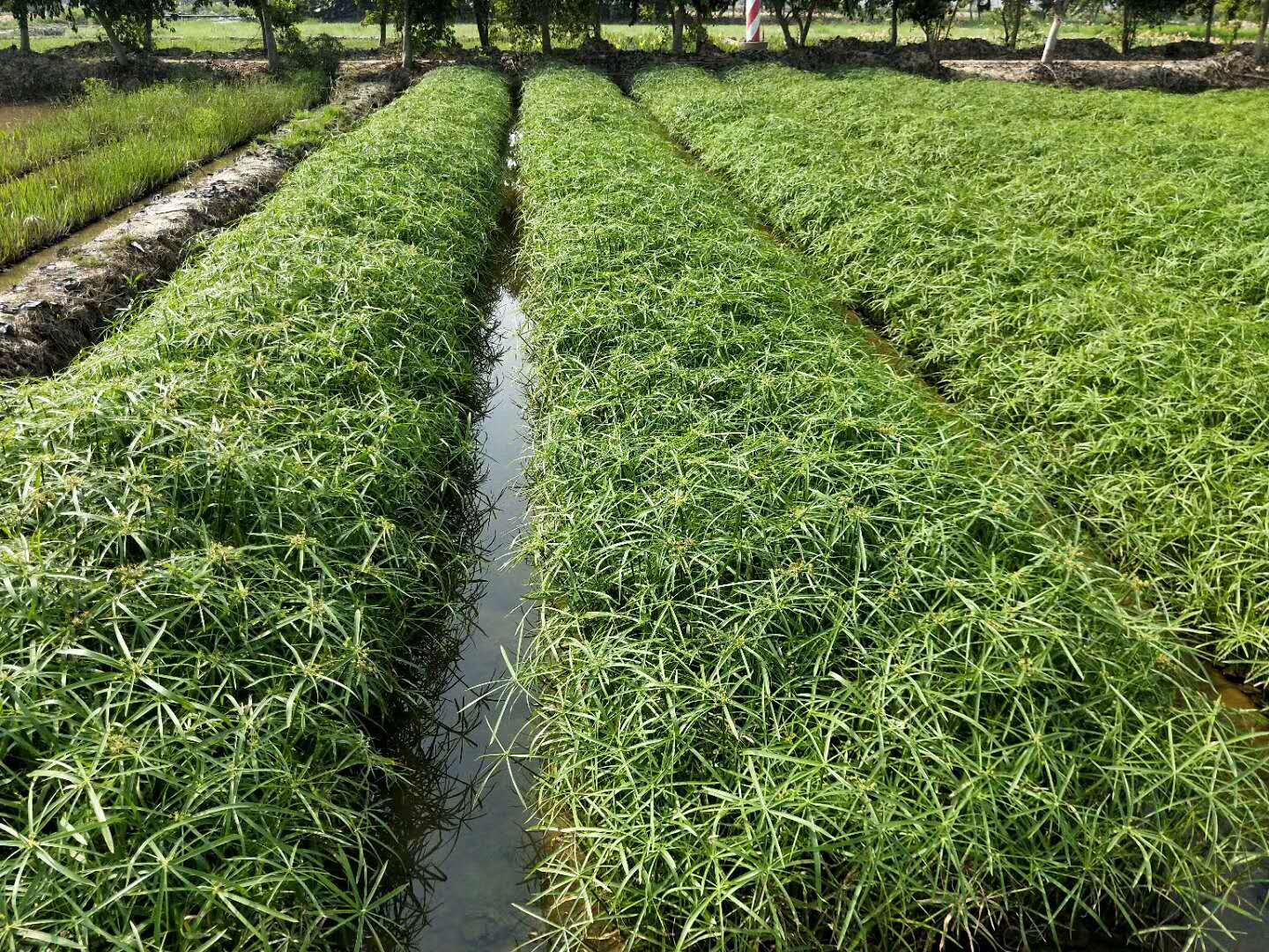 廣東水生植物風(fēng)車草｜廣東水生植物哪里有賣｜廣東珠海哪里賣水生植物｜廣東水生植物供應(yīng)商