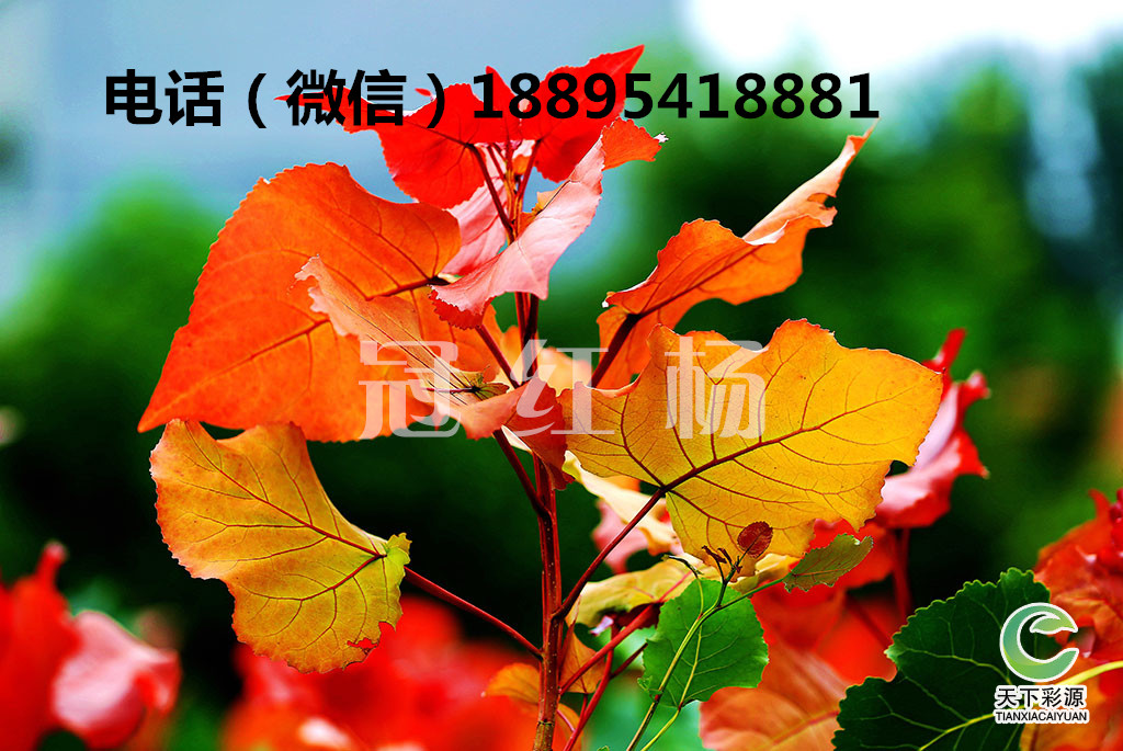 一樹三色，冠紅楊打造不一樣的園林