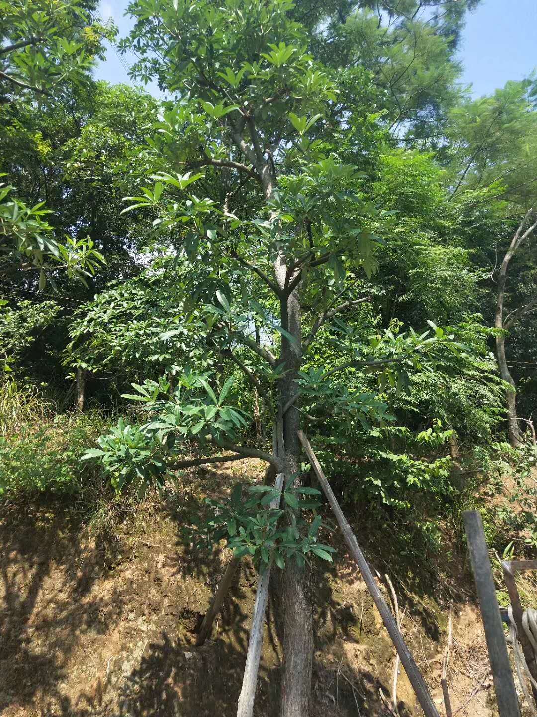 盆架子