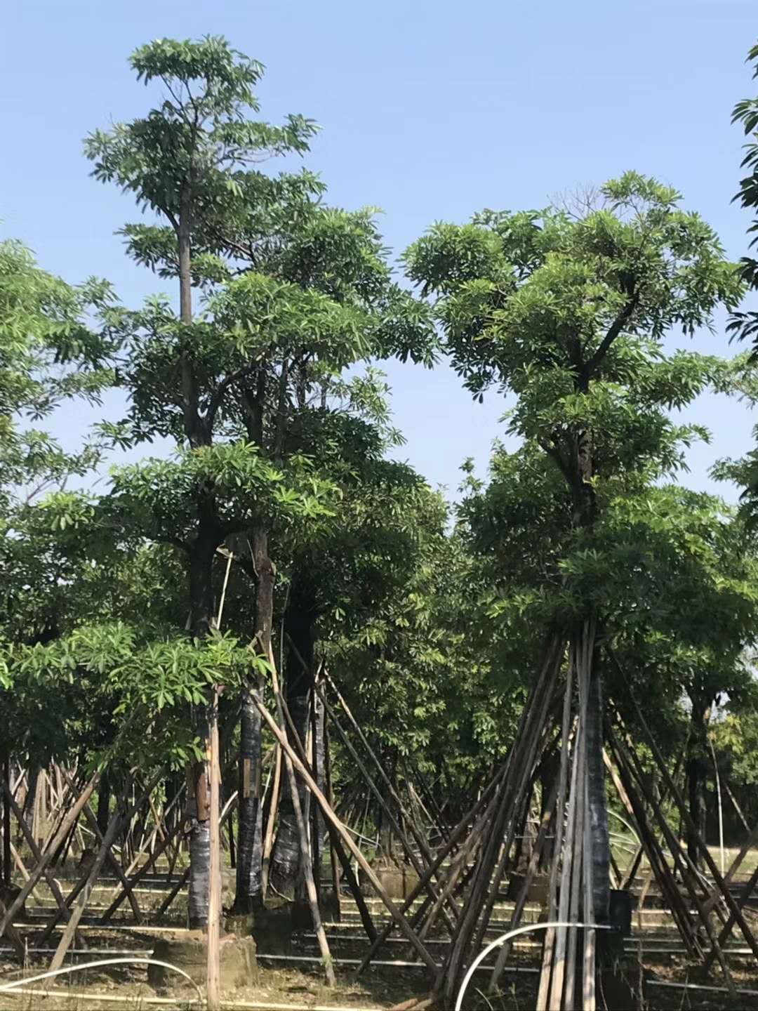 盆架子