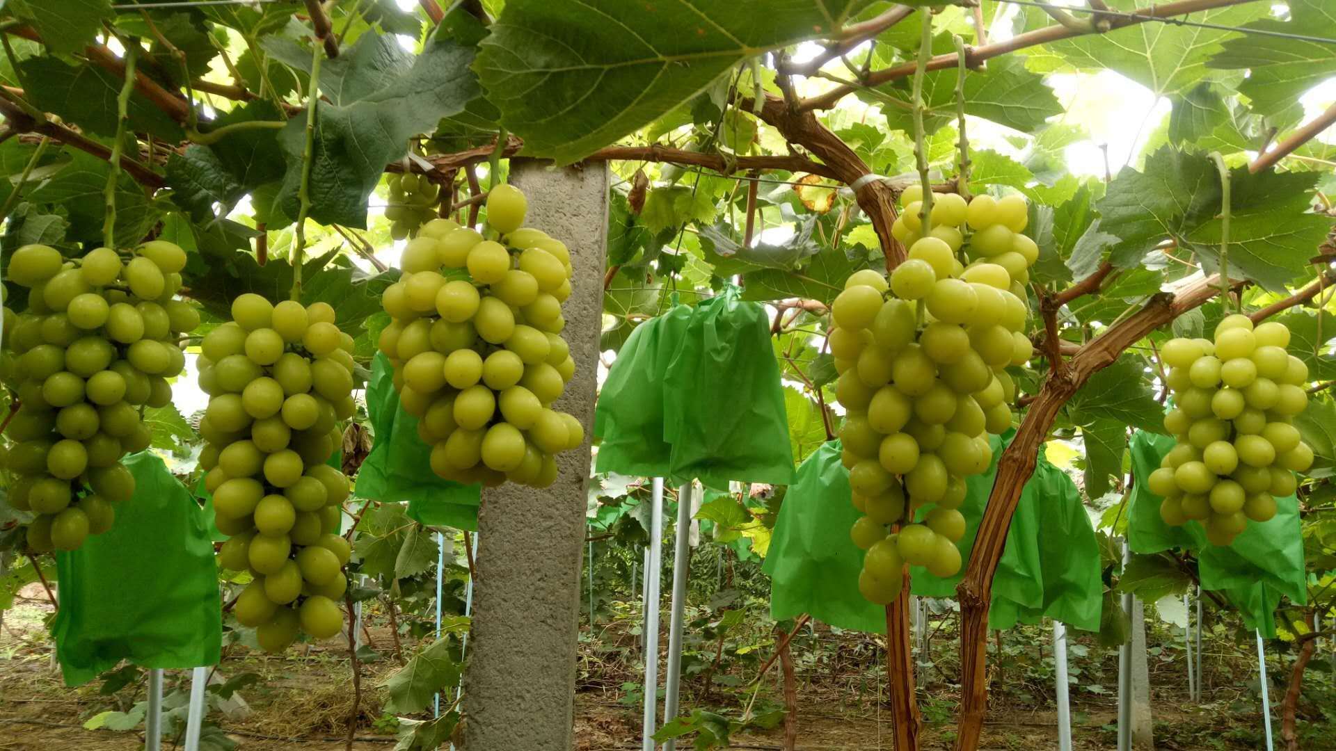 陽(yáng)光玫瑰葡萄苗 葡萄苗批發(fā) 葡萄苗廠家 陽(yáng)光玫瑰葡萄苗報(bào)價(jià) 葡萄苗種植基地 陽(yáng)光玫瑰葡萄苗廠家