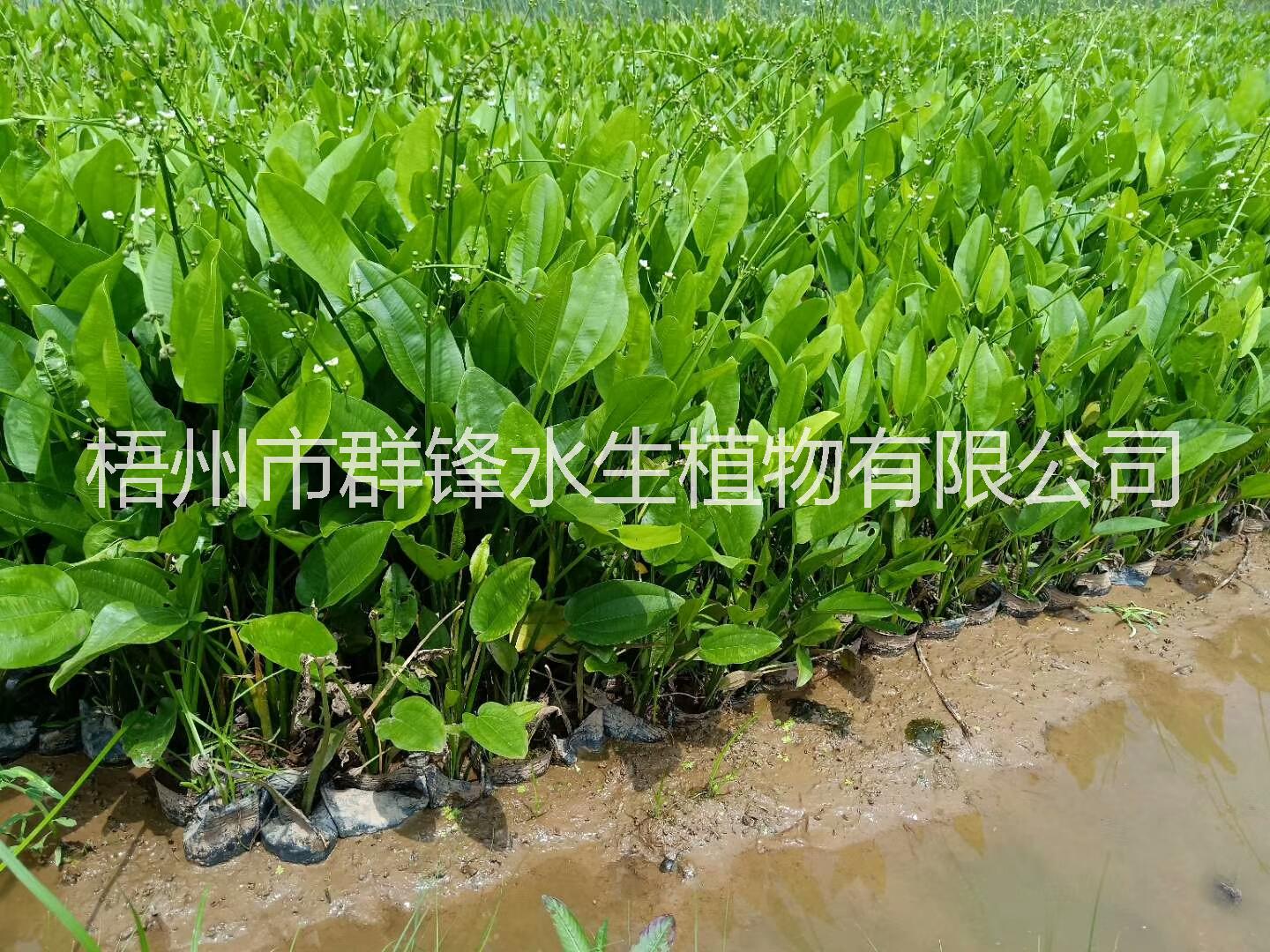 云南澤瀉基地直銷，海南澤瀉批發(fā)基地 云南澤瀉批發(fā)價(jià)格，云南水生植物批發(fā)，云南哪里有賣水生植物