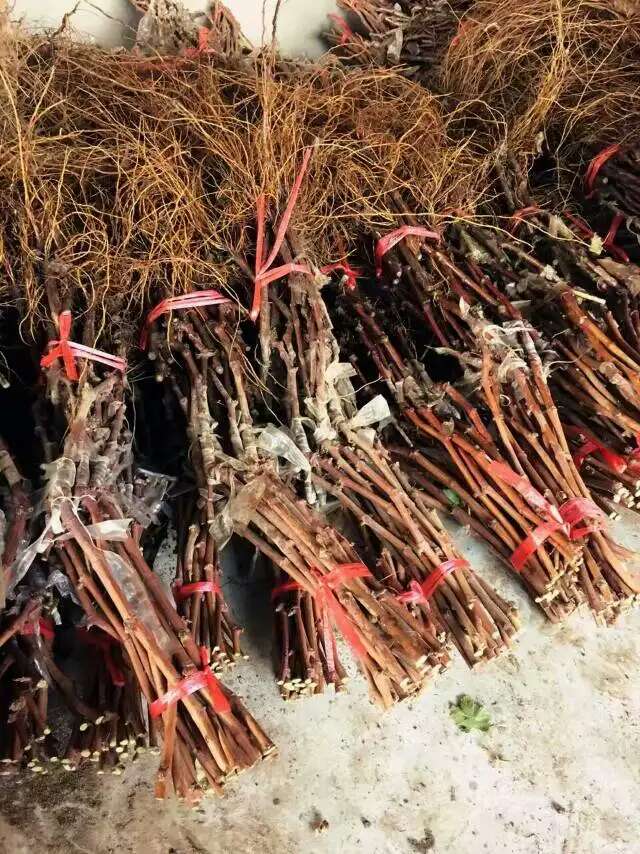 陽(yáng)光玫瑰葡萄苗 葡萄苗批發(fā) 葡萄苗廠家 陽(yáng)光玫瑰葡萄苗報(bào)價(jià) 葡萄苗種植基地 陽(yáng)光玫瑰葡萄苗廠家