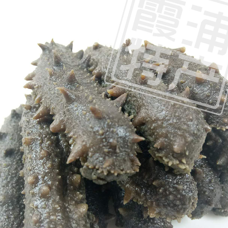 霞浦特產(chǎn)拉缸鹽海參