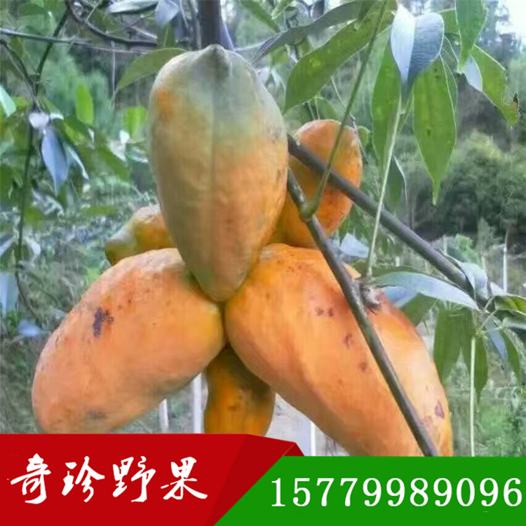 九月黃  九月瓜種苗