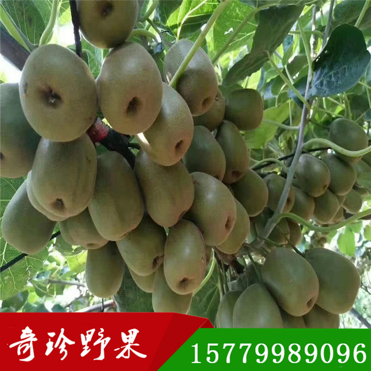 紅心獼猴桃  羊桃兩年嫁接苗奇珍野果農業(yè)基地直發(fā)