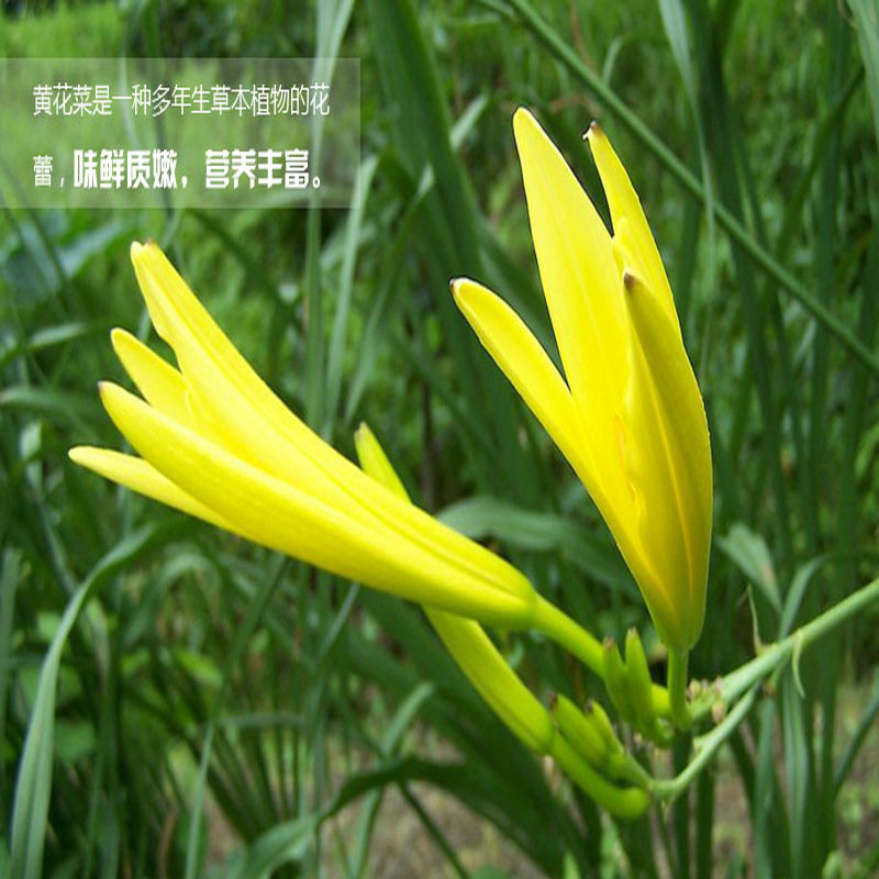 祁東*食用黃花菜種苗*黃花菜