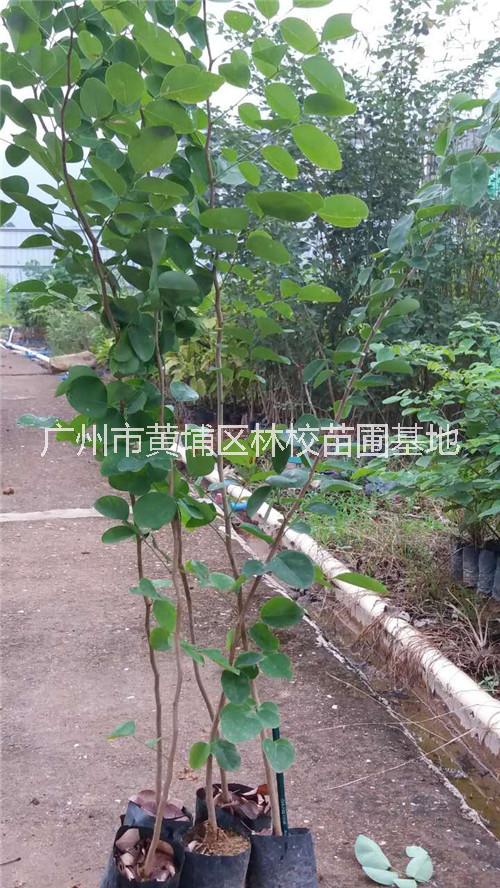 大紅酸枝 廣東大紅酸枝大量供應(yīng) 廣東大紅酸枝廠家批發(fā) 大紅酸枝樹(shù)苗