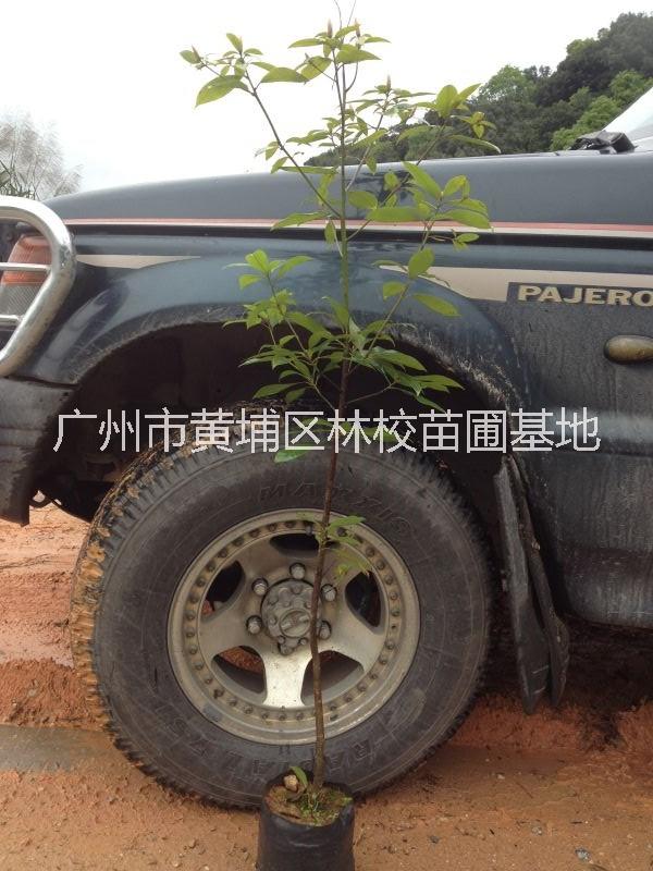小葉楨楠 廣東小葉楨楠廠家批發(fā) 小葉楨楠價(jià)錢 廣東小葉楨楠大量供應(yīng)