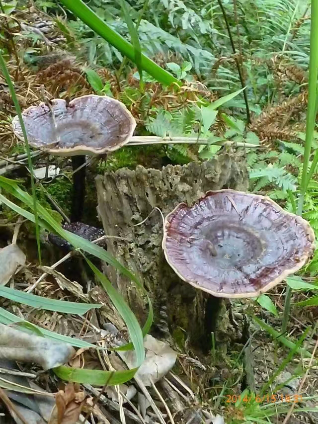 大桂北高寒山區(qū)的生態(tài)*靈芝 靈芝 靈芝菌 *靈芝 *靈芝批發(fā) 靈芝批發(fā)價(jià)格 靈芝菌批發(fā)價(jià)格 *靈芝價(jià)格靈芝菌批發(fā)