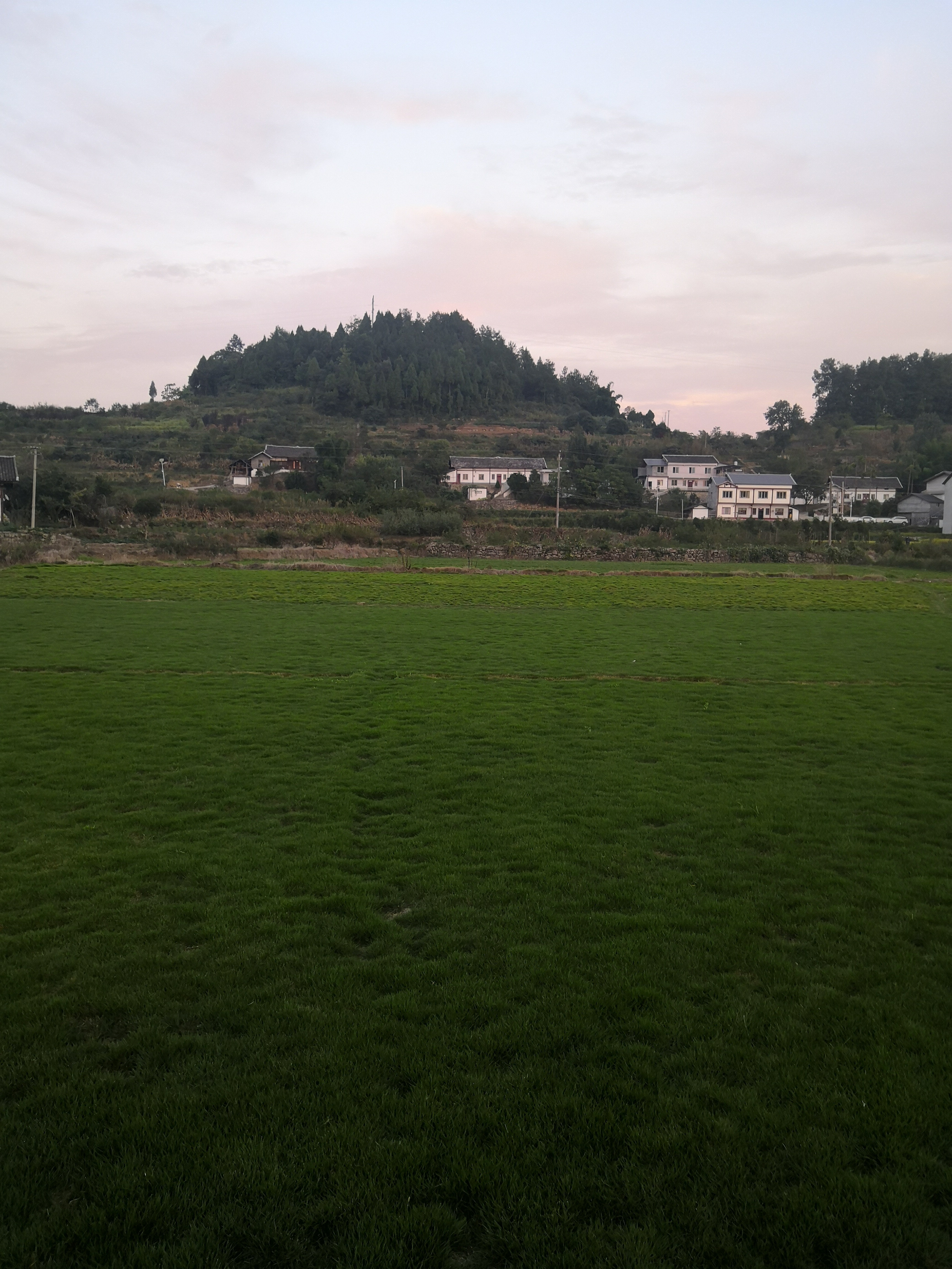 興義本地草坪廠家 興義本地草坪價格表 興義本地草坪電話 興義本地草坪批發(fā) 興義本地草坪報價 興義本地草坪價格 興義本地草