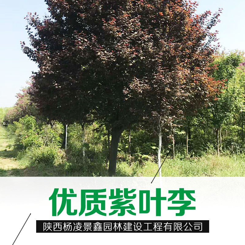 陜西優(yōu)質(zhì)紫葉李基地紅葉李批發(fā)成都新疆西藏紫葉李直銷貨源充足*惠