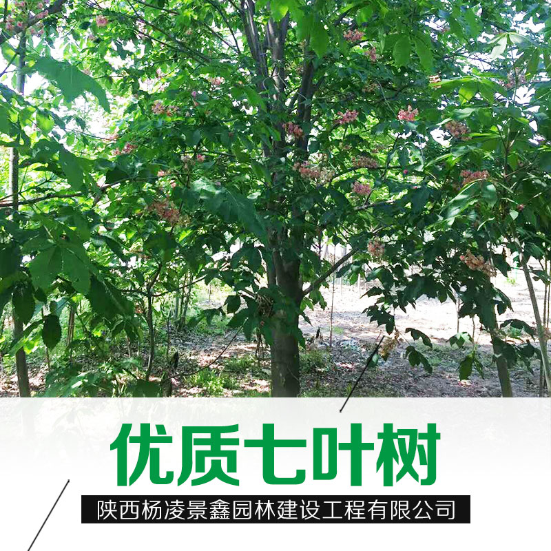 陜西七葉樹基地七葉樹批發(fā)哪家好|陜西楊凌景鑫園林建設工程有限公司18629024286