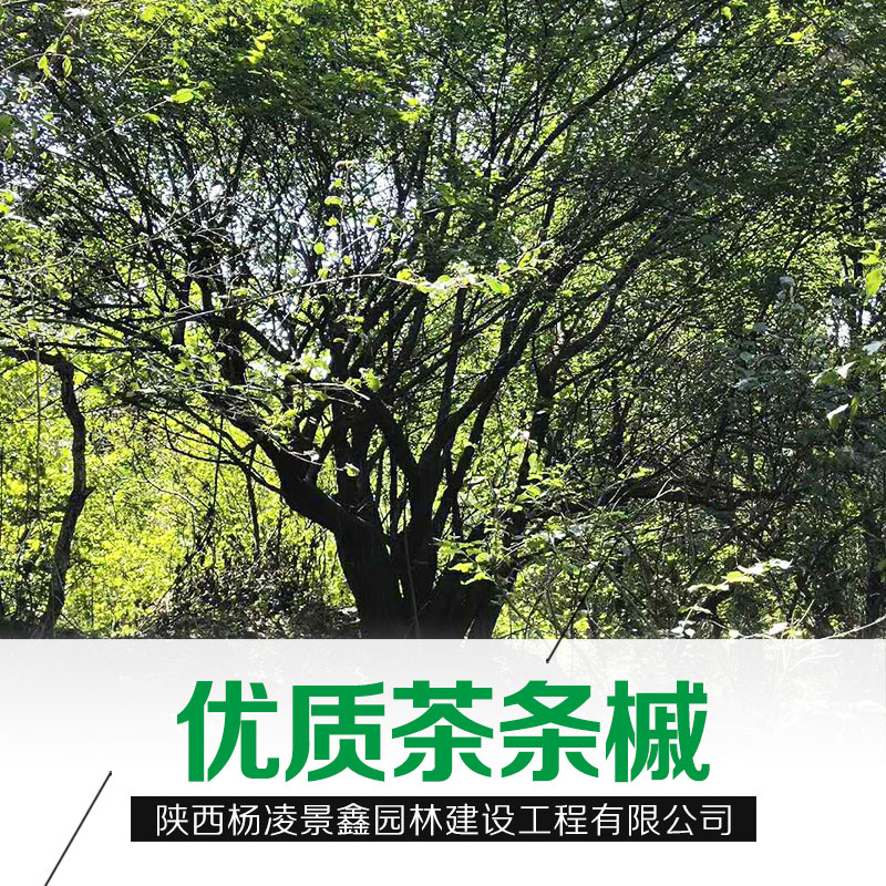 陜西茶條槭基地|茶條槭批發(fā)|茶條槭直銷|支持到場看貨 陜西茶條槭基地茶條槭批發(fā)
