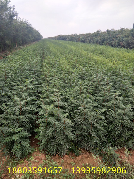 花椒苗種植前景好大紅袍花椒苗山西大紅袍花椒苗價格