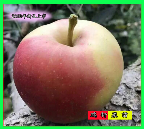 早熟水蜜桃蘋果苗 基地 水蜜桃蘋果樹苗 基地 *批發(fā)