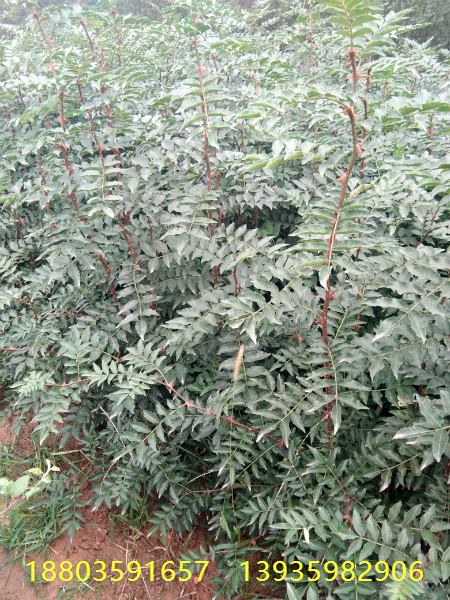 花椒苗種植前景好大紅袍花椒苗山西大紅袍花椒苗價格