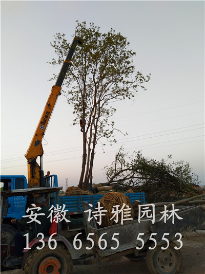 安徽烏桕基地，肥西烏桕基地，安徽詩雅園林烏桕種植大戶