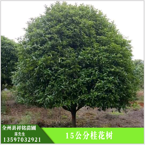 供應(yīng)15公分桂花樹，景觀園林樹木，廣西桂花樹基地，桂花樹供應(yīng)商