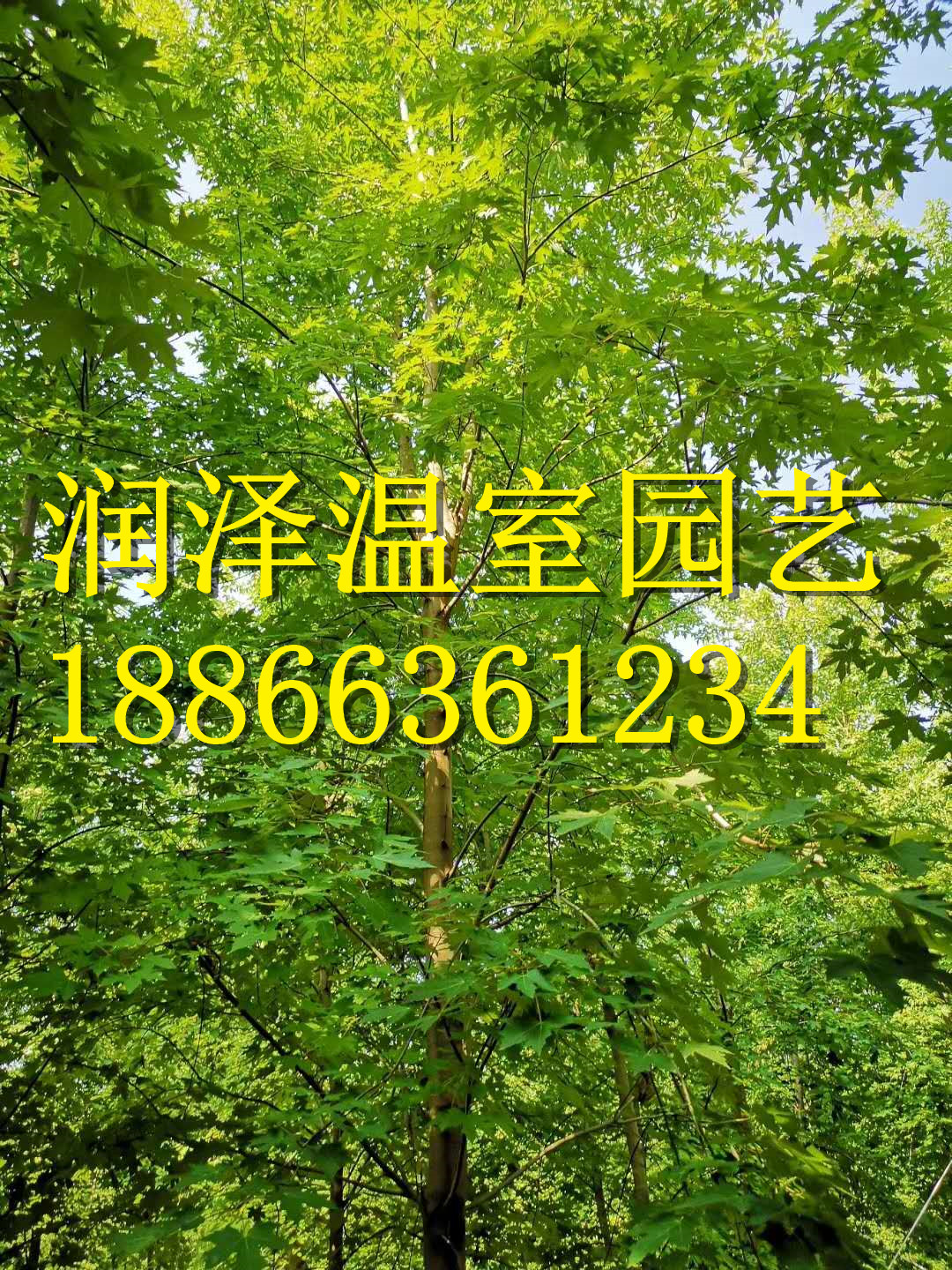 彩葉豆梨秋火焰-豆梨玉香緹-加拿大糖槭-加拿大唐棣-濰坊紅槲櫟  彩葉豆梨秋火焰 豆梨玉香緹