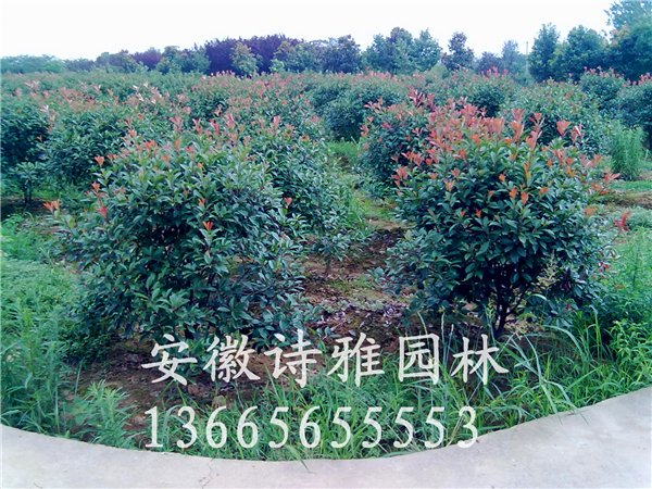 紅葉石楠球安徽肥西極低出售1米紅葉石楠球，紅葉石楠球價格