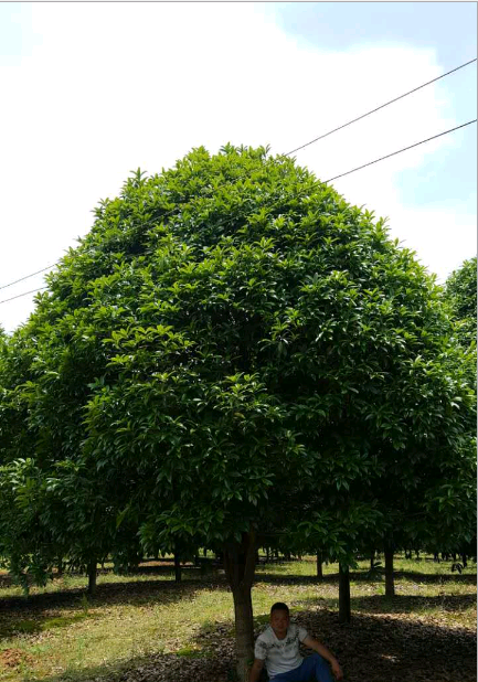供應(yīng)廣西桂花樹2公分，景觀園林樹木，廣西桂花樹基地，桂花樹供應(yīng)商