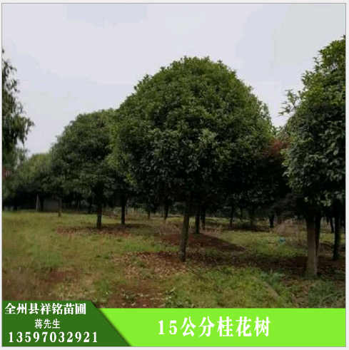 供應(yīng)15公分桂花樹，景觀園林樹木，廣西桂花樹基地，桂花樹供應(yīng)商
