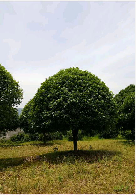 供應(yīng)廣西桂花樹2公分，景觀園林樹木，廣西桂花樹基地，桂花樹供應(yīng)商