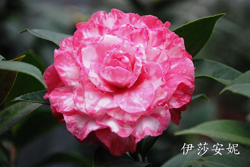 山茶花苗木基地  東莞花木 山茶花苗木基地 茶花種子 天香價(jià)格