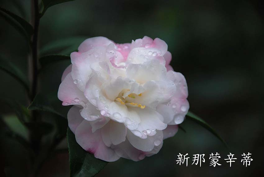 廣東山茶花樹(shù) 茶花批發(fā) 新那蒙辛蒂種子 新那蒙辛蒂價(jià)格 花木 園林綠化  山茶花基地