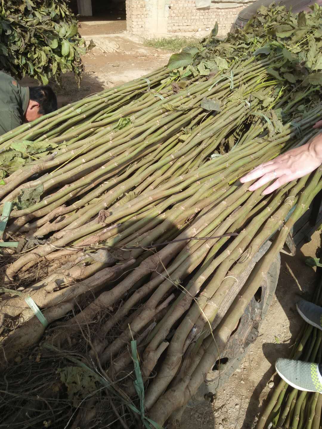 實(shí)生核桃  核桃苗批發(fā) 河北清香核桃苗 核桃苗廠家 核桃苗批發(fā) 石家莊核桃苗 遼一核桃 河北贊皇核桃苗