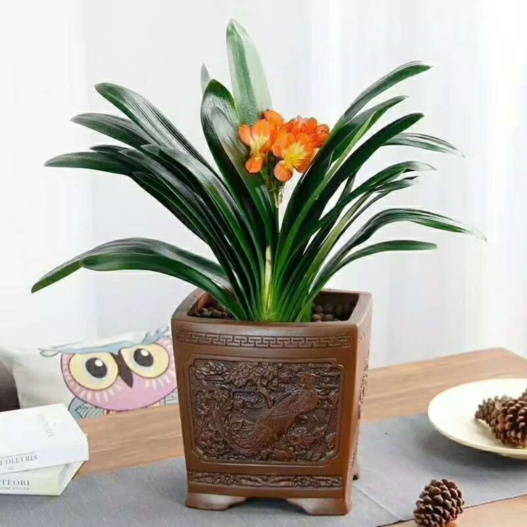 辦公室綠植租賃 辦公室綠植租賃費(fèi)用  廣州白云區(qū)辦公室綠植租賃價(jià)格 *惠