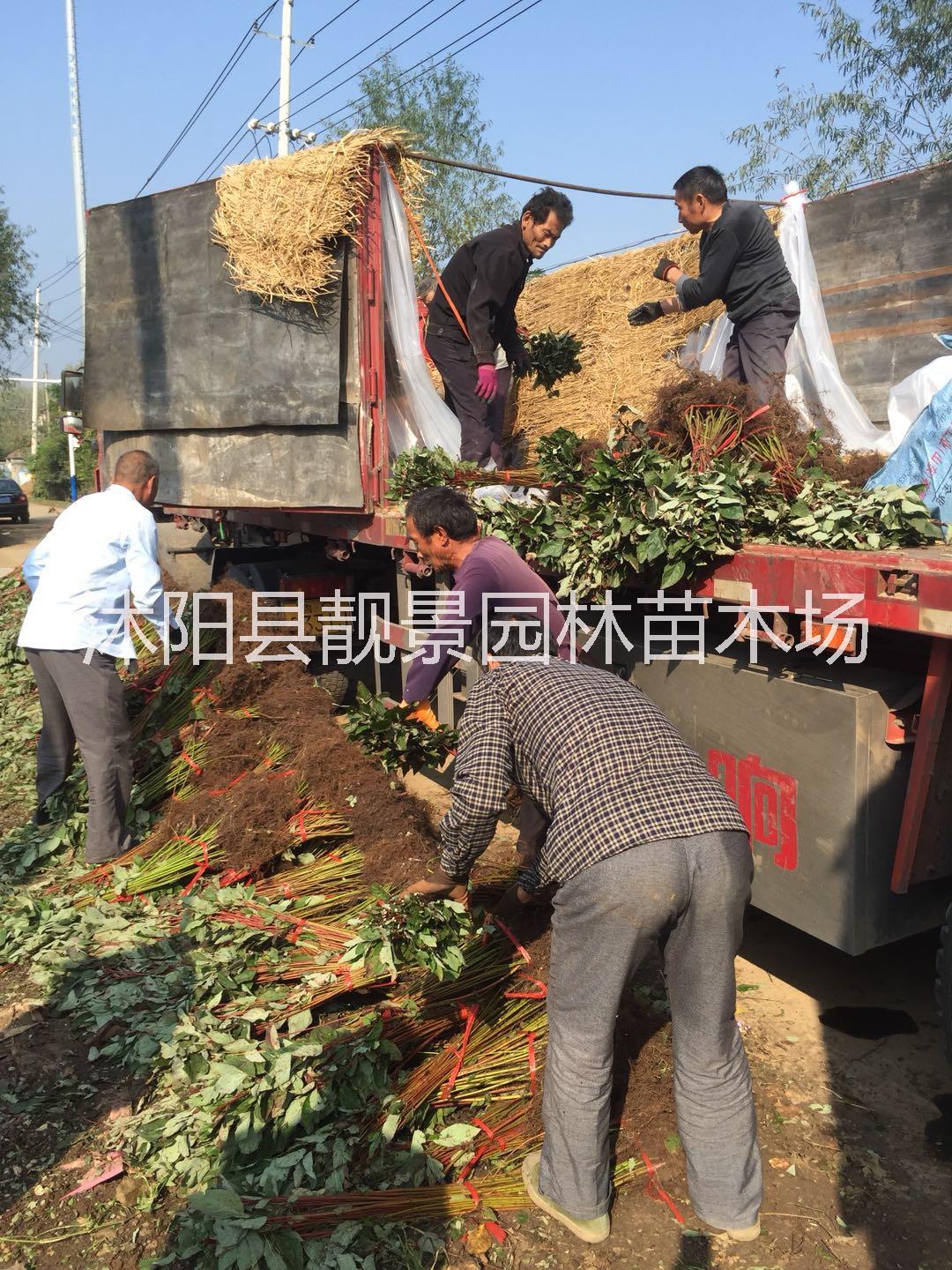 江蘇紅瑞木基地供應(yīng)商， 紅瑞木工程綠籬苗，紅瑞木50萬棵上市 江蘇紅瑞木種植基地