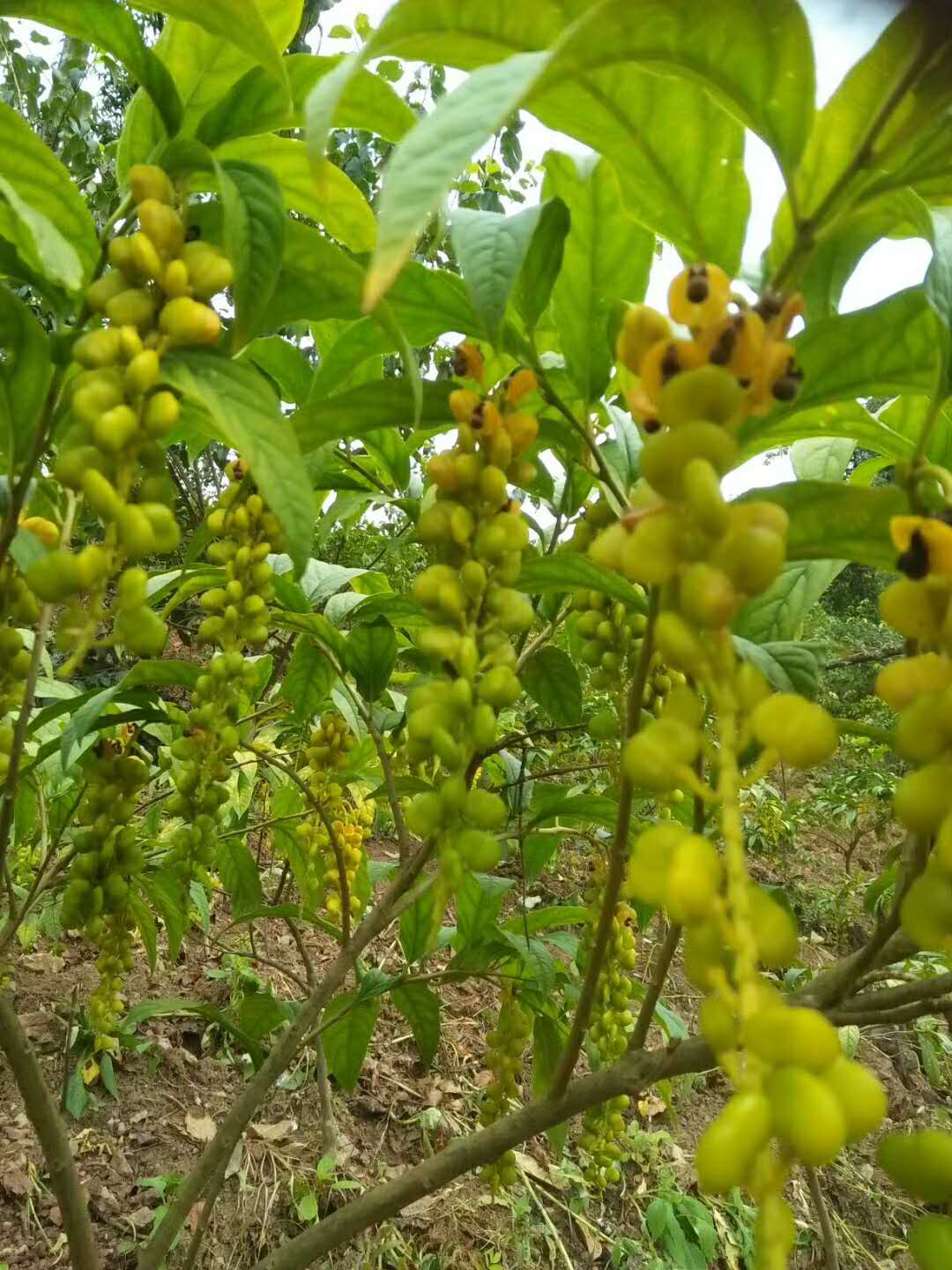 黃花倒水蓮種子 黃花參種子 觀音串種子 倒吊黃種子 黃花倒水蓮