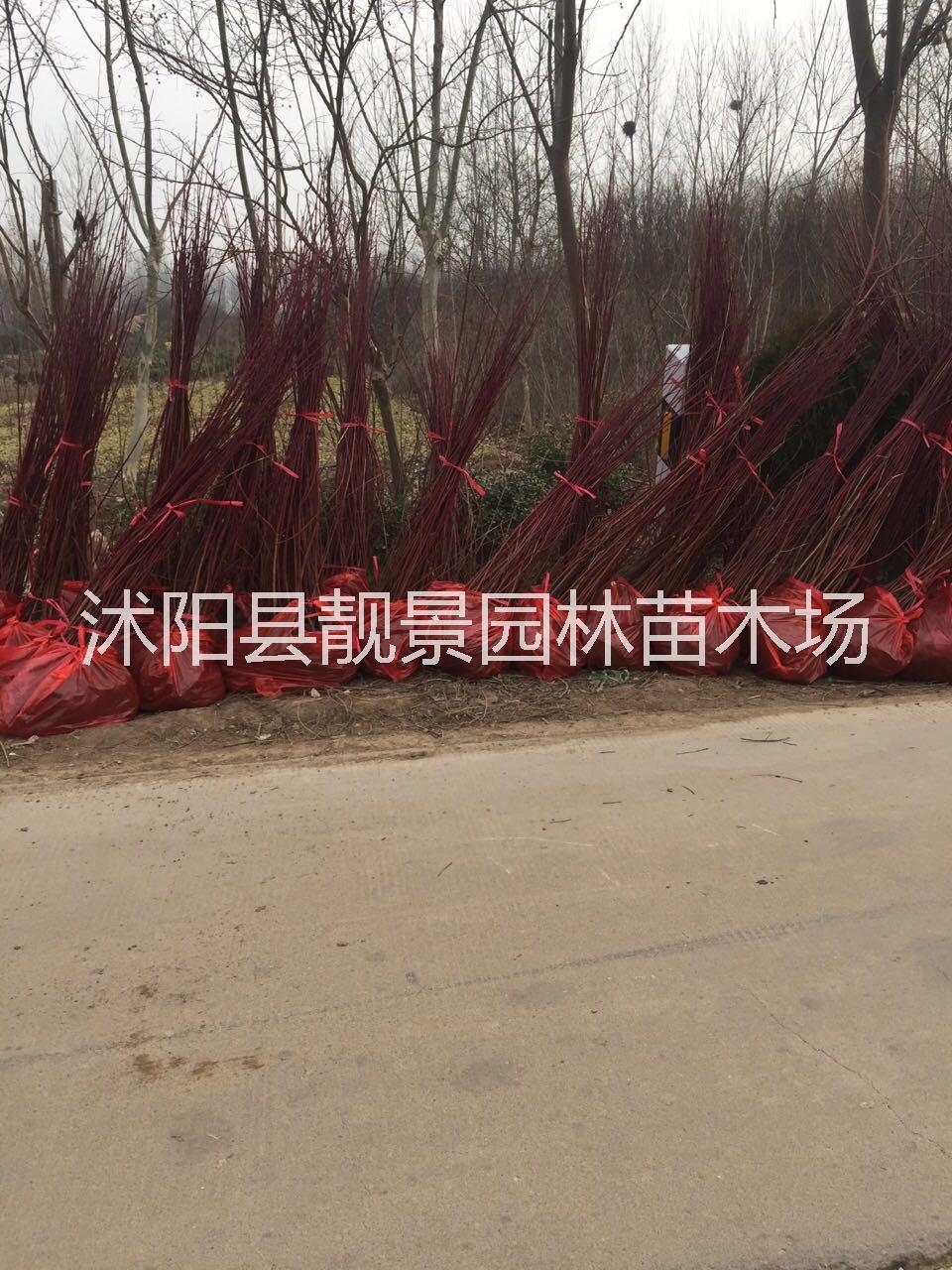 江蘇紅瑞木基地供應(yīng)商， 紅瑞木工程綠籬苗，紅瑞木50萬棵上市 江蘇紅瑞木種植基地