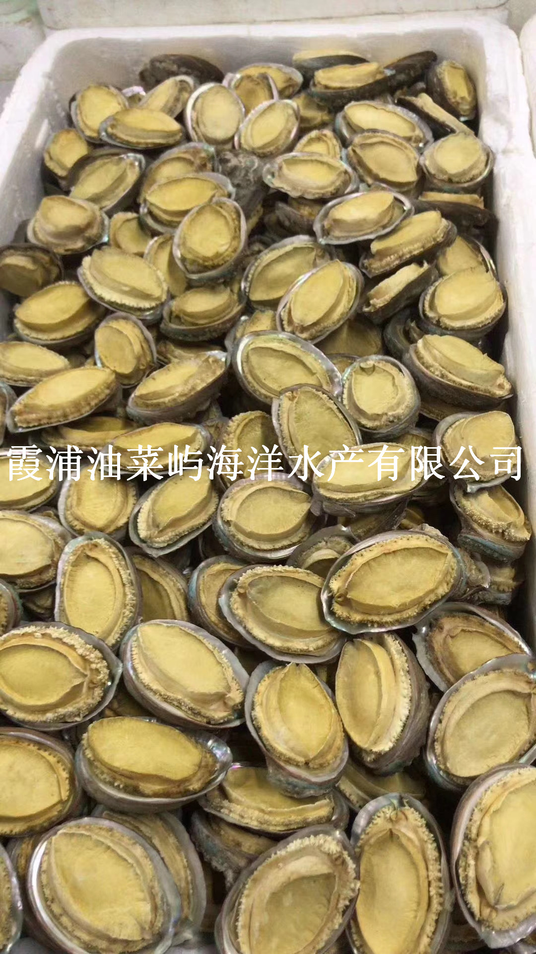 福建霞浦鮑魚批發(fā)，福建霞浦鮑魚干批發(fā)市場價，福建霞浦鮑魚干批發(fā)價格，福建霞浦鮑魚供應商 福建霞浦鮑魚干批發(fā)